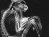 Reclining baboon mummy