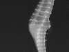 Shiho's seahorse
