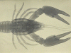 Lobster muscles