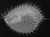 Long-spine porcupine fish