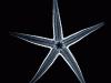 Starfish tube feet