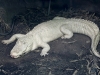 alligator