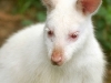 Albinisim in animals