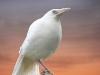 magpie