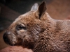 Endangered and vulnerable Aussie creatures