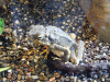 The Borneo Toad