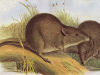 Gilbert's Potoroo