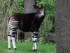 The Okapi
