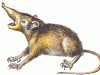 The Cuban Solenodon