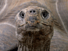 Giant Tortoise