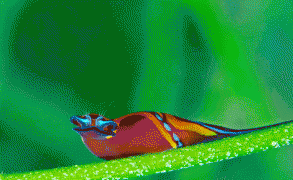 Best Overall: Orange headshield sea slug