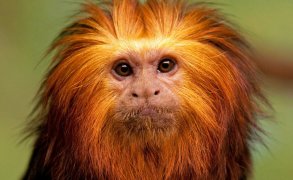 Golden lion tamarind