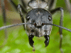 Black carpenter ant