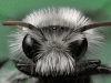 White furred miner bee