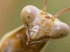 Praying Mantis 