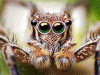 Jumping spider