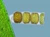 Nikon Small World 2011 Winners