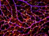 Nikon Small World 2011