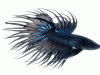 Siamese fighting fish