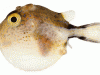 Caribbean sharp-nosed puffer