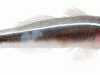 Linesnout goby