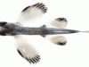 Hirundichthys