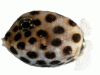 Ostraciidae