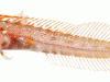 Roughhead blenny
