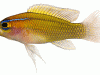 Threeline basslet