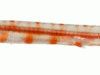 Trumpetfish