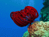Red Feather Star