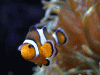 Clownfish