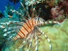 Lionfish