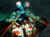 Mantis Shrimp