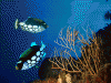 Species of the Great Barrier