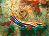 Pyjama Nudibranch