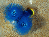 Christmas Tree Worm