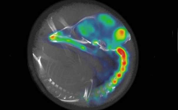 An X-ray computed-tomography image of the chicken embryo skeleton inside an egg. Image: Balaban et al. Current Biology