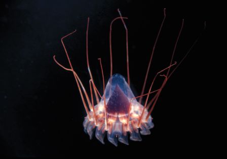 JNM00019 - Deep-sea Jellyfish
