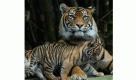 Zoos are looking for love online