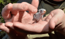 Baby bush budgie