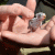 Baby bush budgie