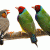 Colour variation speeds up evolution