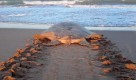 Discovering Australia’s own sea turtle
