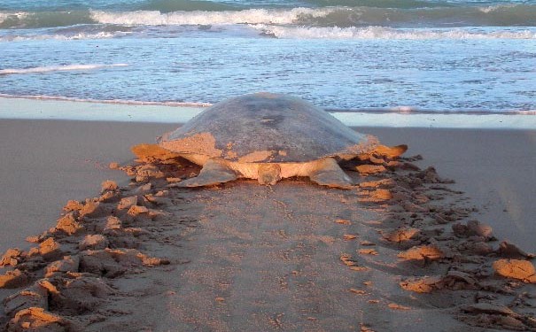 Australia's own sea turtle. Image: Biosphere Expeditions