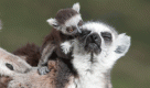 Motherly love in the animal kingdom