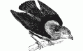 The moonwalking bird