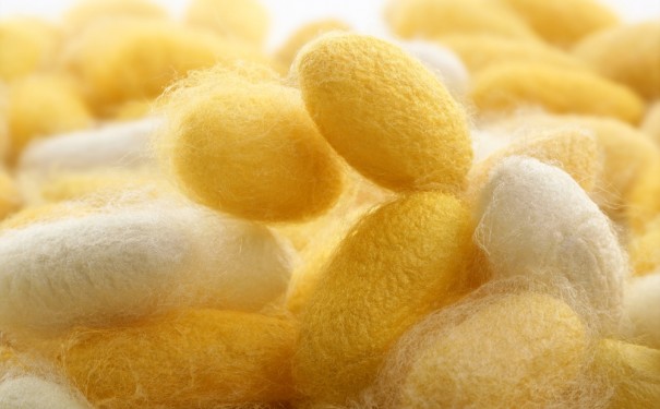 Silkworm cocoons are extremely tough, resilient and light. Image: Shutterstock