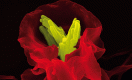 The human immune system in action