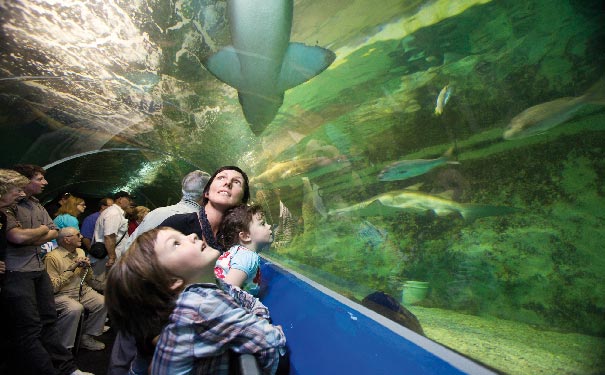 Manly-SEA-LIFE-Sanctuary-tunnel